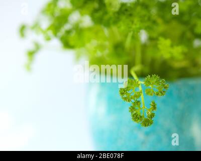 Nahaufnahme einer lockigen Petersilienpflanze in einem schönen türkisfarbenen Topf auf weißem Hintergrund isoliert. Stockfoto