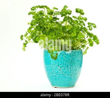 Nahaufnahme einer lockigen Petersilienpflanze in einem schönen türkisfarbenen Topf auf weißem Hintergrund isoliert. Stockfoto