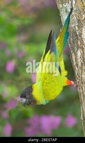 Nanday Conure auf Baum, Mato Grosso, Brasilien Stockfoto