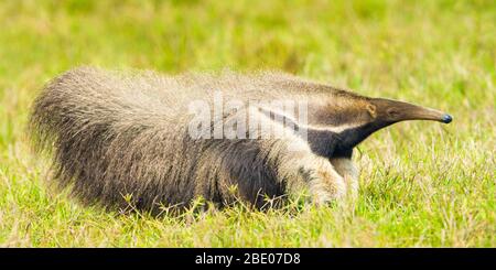 Seitenansicht des riesigen Ameisenbären (Myrmecophaga tridactyla), der im Gras rasen, Mato Grosso, Brasilien Stockfoto