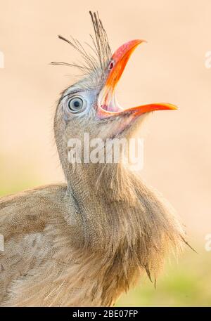 Seitenansicht der rotbeinigen Seriema (Cariama cristata) schreiend, Mato Grosso, Brasilien Stockfoto