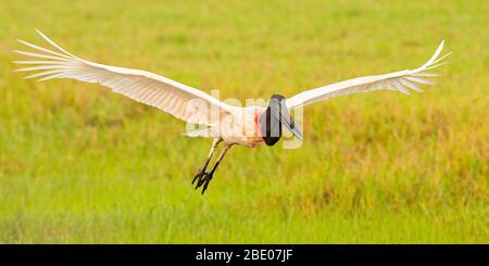 Jabiru (Jabiru mycteria) fliegt über grünes Gras, Porto Jofre, Pantanal, Brasilien Stockfoto