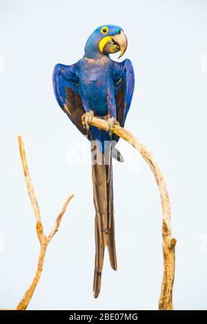 Porträt des Hyazintharas (Anodorhynchus hyacinthinus), der auf Ast steht, Porto Jofre, Pantanal, Brasilien Stockfoto