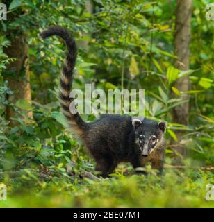 Porträt der südamerikanischen Coati (Nasua nasua) im Wald, Porto Jofre, Pantanal, Brasilien Stockfoto