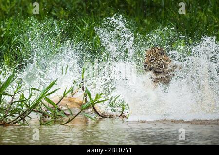 Jaguar (Panthera onca) Jagd in Cuiaba River, Porto Jofre, Pantanal, Brasilien Stockfoto