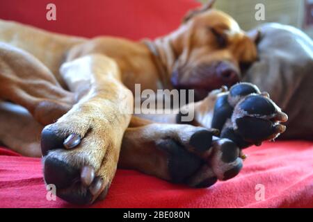 Junger starker und schöner Boxenbulle. Der reinrassige Schauhund schläft süß mit seinen Pfoten nach vorne Stockfoto