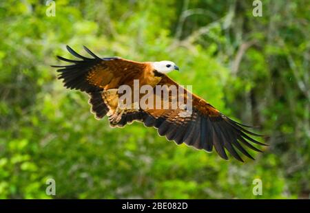 Fliegender Falke (Busarellus nigricollis), Porto Jofre, Mato Grosso, Brasilien Stockfoto