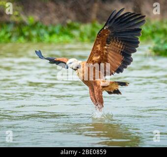 Schwarzhalsfalke (Busarellus nigricollis) taucht ins Wasser, Porto Jofre, Mato Grosso, Brasilien Stockfoto