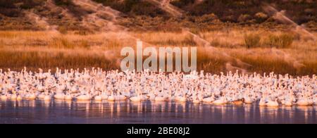 Große Herde von Schneegänsen Soccoro, New Mexico, USA Stockfoto