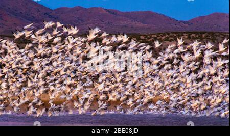 Große Herde von Schneegänsen Soccoro, New Mexico, USA Stockfoto