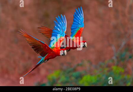 Nahaufnahme von zwei fliegenden rot-grünen Aras, Porto Jofre, Mato Grosso, Cuiaba River, nahe der Mündung der drei Brüder im nördlichen Pantanal, Brasilien Stockfoto