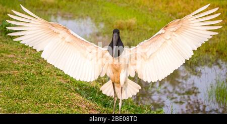 Blick auf Jabiru Storch mit ausgebreiteten Flügeln, Porto Jofre, Mato Grosso, Cuiaba River, in der Nähe der Mündung der drei Brüder im nördlichen Pantanal, Brasilien Stockfoto