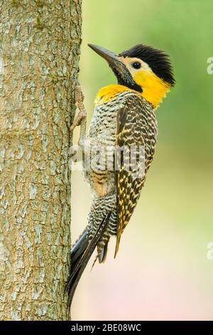 Portrait des Compo Flicker, Porto Jofre, Mato Grosso, Cuiaba River, nahe der Mündung der drei Brüder im nördlichen Pantanal, Brasilien Stockfoto