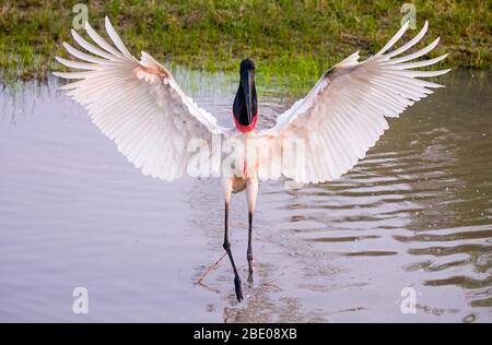 Blick auf Jabiru Storch mit ausgebreiteten Flügeln, Porto Jofre, Mato Grosso, Cuiaba River, in der Nähe der Mündung der drei Brüder im nördlichen Pantanal, Brasilien Stockfoto