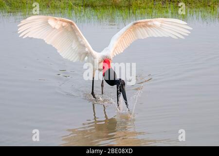 Blick auf Jabiru Storch mit ausgebreiteten Flügeln, Porto Jofre, Mato Grosso, Cuiaba River, in der Nähe der Mündung der drei Brüder im nördlichen Pantanal, Brasilien Stockfoto