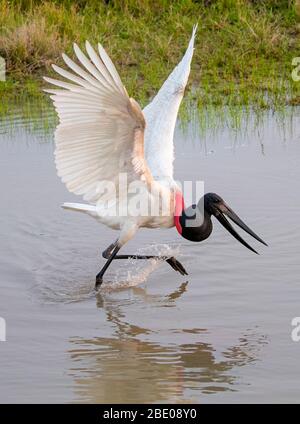 Blick auf Jabiru Storch mit ausgebreiteten Flügeln, Porto Jofre, Mato Grosso, Cuiaba River, in der Nähe der Mündung der drei Brüder im nördlichen Pantanal, Brasilien Stockfoto