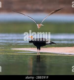 Ansicht des stehenden gelbkopfes putengeier und fliegenden schwarzen Skimmer, Porto Jofre, Mato Grosso, Cuiaba River, in der Nähe der Mündung der drei Brüder im nördlichen Pantanal, Brasilien Stockfoto