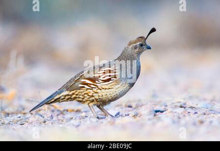 California Wachtel, Soccoro, New Mexico, USA Stockfoto