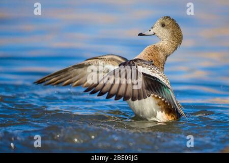 Nahaufnahme des amerikanischen Wungeon Spreitenden Flügels, Socorro, New Mexico, USA Stockfoto