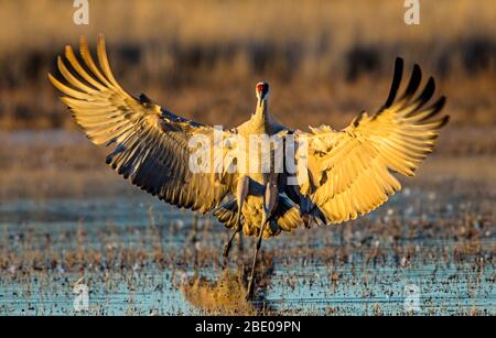 Porträt von Sandhügel Kran in der Dämmerung, Socorro, New Mexico, USA Stockfoto