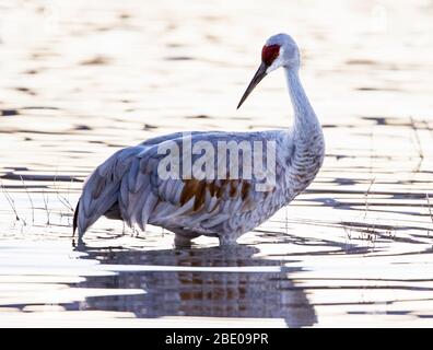 Porträt von Sandhügel Kran in See, Socorro, New Mexico, USA Stockfoto