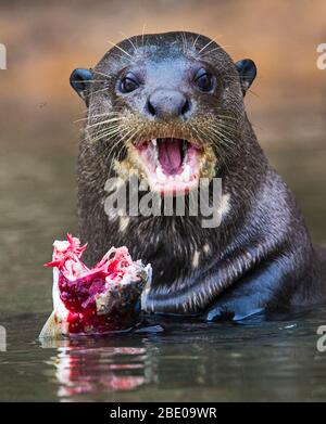 Nahaufnahme von Riesenotter mit Fisch, Porto Jofre, Mato Grosso, Brasilien Stockfoto