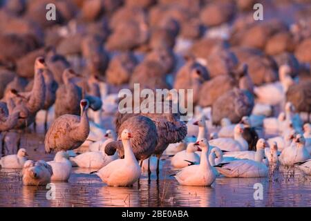 Kraniche und Gänse auf See, Socorro, New Mexico, USA Stockfoto