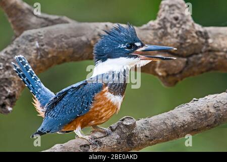 Ringelfischer (Megaceryle torquata), der an einem Ast sitzt, Porto Jofre, Pantanal, Brasilien Stockfoto