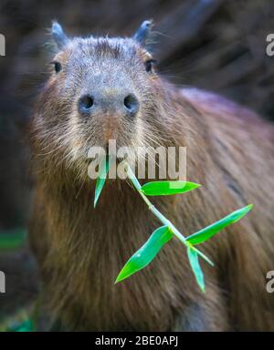 Porträt von Capybara (Hydrochoerus hydrochaeris), die sich an Blättern ernährt, Porto Jofre, Pantanal, Brasilien Stockfoto