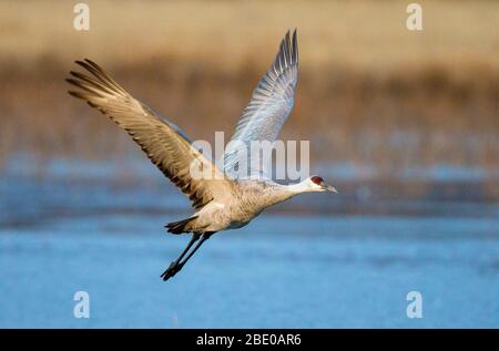 Sandhill-Kran (Antigone canadensis), der über den Fluss fliegt, Soccoro, New Mexico, USA Stockfoto