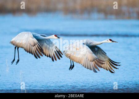 Zwei Sandhügelkrane (Antigone canadensis) fliegen über den Fluss, Soccoro, New Mexico, USA Stockfoto