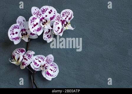 Weiße Orchideenblüten auf dunkelgrauem Hintergrund Stockfoto