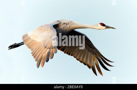 Sandhill-Kran (Antigone canadensis) fliegt gegen klaren Himmel, Soccoro, New Mexico, USA Stockfoto