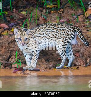 Porträt des Ozelots (Leopardus pardalis) am Ufer des Flusses Cuiaba, Porto Jofre, Pantanal, Brasilien Stockfoto