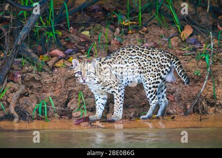 Porträt des Ozelots (Leopardus pardalis) am Ufer des Flusses Cuiaba, Porto Jofre, Pantanal, Brasilien Stockfoto