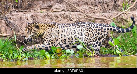 Jaguar (Panthera onca) Wandern am Ufer des Flusses Cuiaba, Porto Jofre, Pantanal, Brasilien Stockfoto