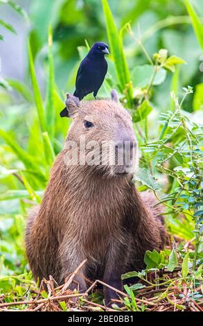 Schwarzer Vogel, der auf dem Kopf der Capybara (Hydrochoerus hydrochaeris) steht, im Freien, Porto Jofre, Pantanal, Brasilien Stockfoto
