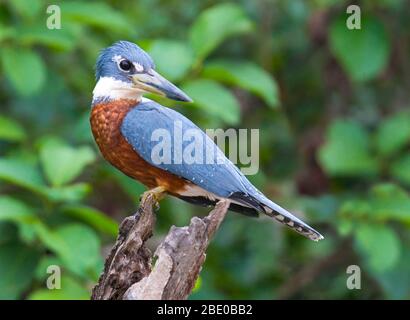 Porträt des Ringelkönigs (Megaceryle torquata), der auf einem Stück Holz sitzt, Porto Jofre, Pantanal, Brasilien Stockfoto