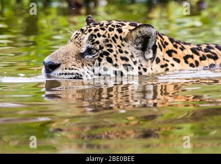 Jaguar (Panthera onca) Schwimmen in Cuiaba River, Porto Jofre, Pantanal, Brasilien Stockfoto