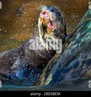 Riesenotter (Pteronura brasiliensis), der Wasser abschüttelt, Porto Jofre, Pantanal, Brasilien Stockfoto