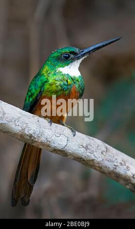 Rufous-tailed jacamar (Galbula ruficauda) Portrait, Porto Jofre, Mato Grosso, Brasilien Stockfoto