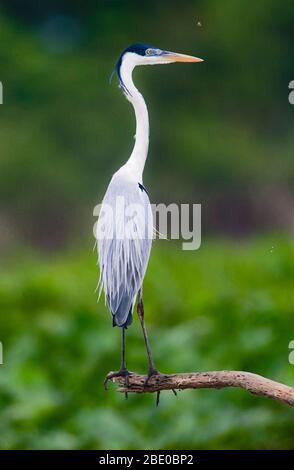 Cocoi Heron (Ardea cocoi), Porto Jofre, Mato Grosso, Brasilien Stockfoto