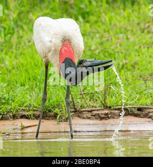 Jabiru Storch (Jabiru mycteria) am Cuiaba River, Porto Jofre, Mato Grosso, Brasilien Stockfoto