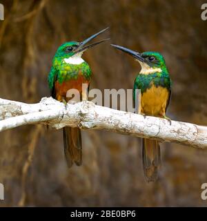 Jacamar (Galbula ruficauda) Paar, Porto Jofre, Mato Grosso, Brasilien Stockfoto