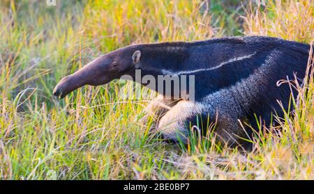 Riesenanteater (Myrmecophaga tridactyla), Porto Jofre, Mato Grosso, Brasilien Stockfoto