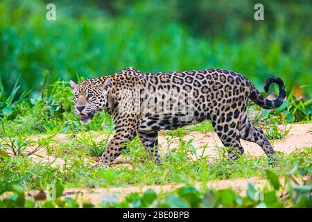 Jaguar (Panthera onca) Profilansicht, Porto Jofre, Mato Grosso, Brasilien Stockfoto