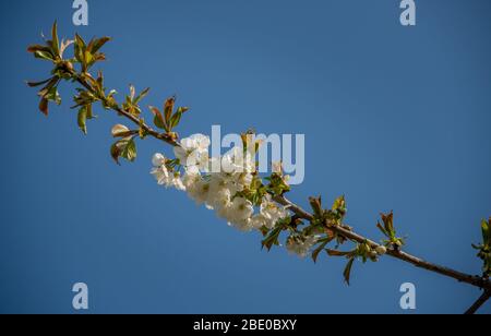 blühender Kirschbaum im Frühling Stockfoto