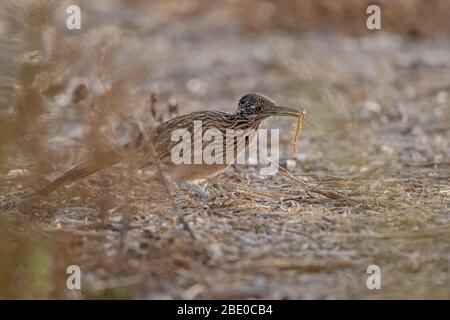 Greater Roadrunner, (Geococcyx californianus), Poblanos Fields Open Space, Albuquerque, New Mexico, USA. Stockfoto