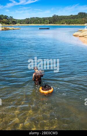 Mann wat, um Muscheln mit einem Rechen über seine Schulter mit einem schwimmenden Korb mit traditionellen Muschelboot Bateira auf Obidos Lagune Portugal zu graben Stockfoto