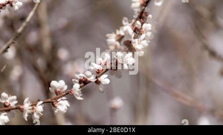 Weiß rosa Kirschblüten Blüten beige Sepia Nahaufnahme. Romantische Farbe abgestuft Vintage-Stil Frühling zart Blütenblätter Natur Details Makro mit BL Stockfoto